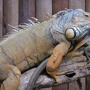 Green Iguana (Iguana iguana) August 4, 2025