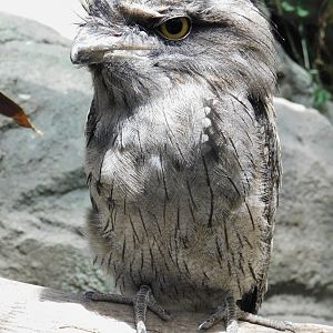 Tawny Frogmouth (Podargus strigoides) August 4, 2025