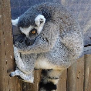 Ring-tailed Lemur (Lemur catta) August 4, 2025