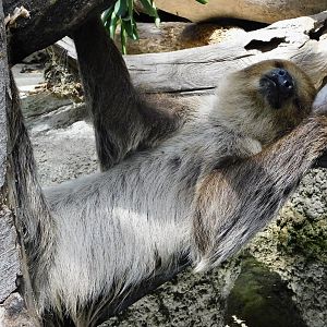 Linne's Two-toed Sloth (Choloepus didactylus) August 4, 2025