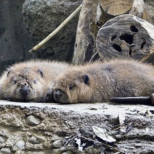 Baby North American Beaver (Castor canadensis) August 4, 2025