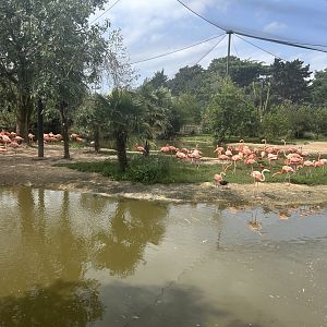 South American Wetlands Aviary