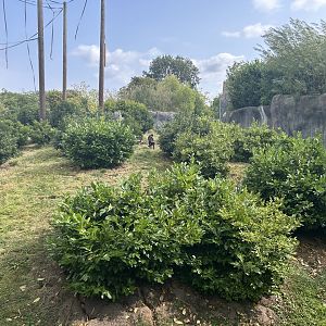 Sulawesi Crested Macaque Exhibit