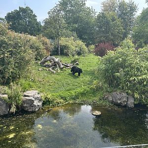 Spectacled Bear Exhibit