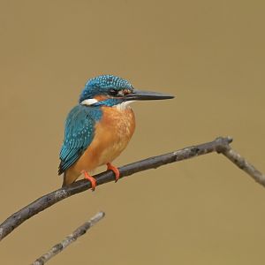Common Kingfisher Alcedo atthis