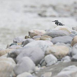 Pied Kingfisher Ceryle rudis
