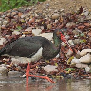 Black stork Ciconia nigra