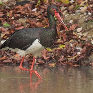 Black stork Ciconia nigra