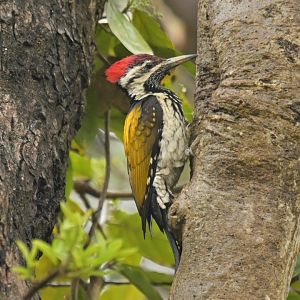Black-rumped Flameback Dinopium benghalense