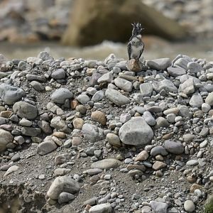 Crested Kingfisher Megaceryle lugubris