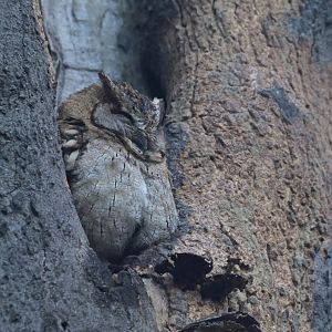 Indian Scops Owl Otus bakkamoena