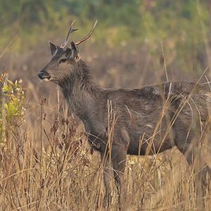 Sambar deer Rusa unicolor
