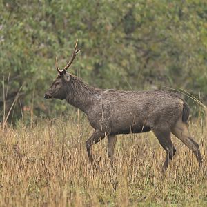 Sambar deer Rusa unicolor