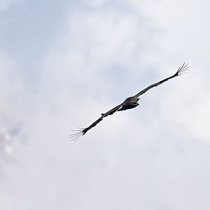Steppe eagle Aquila nipalensis