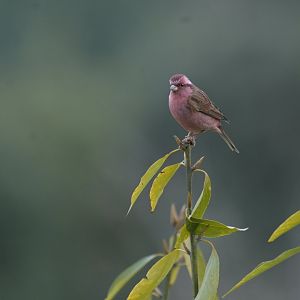 Pink-browed Rosefinch Carpodacus rodochroa
