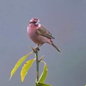 Pink-browed Rosefinch Carpodacus rodochroa