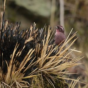 Spotted Rosefinch Carpodacus rodopeplus