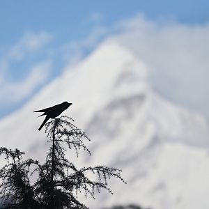 Large-billed Crow Corvus macrorhynchos