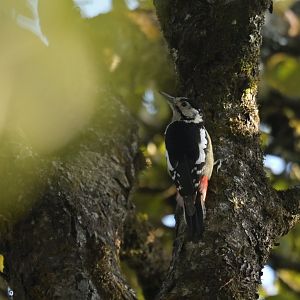 Himalayan Woodpecker Dendrocopos himalayensis