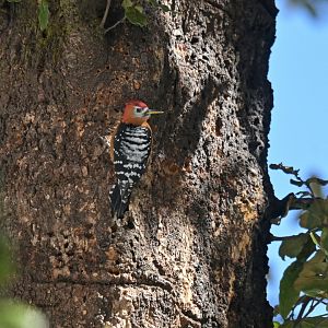 Rufous-bellied Woodpecker Dendrocopos hyperythrus