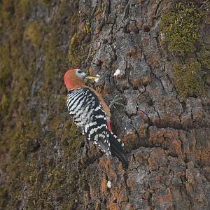 Rufous-bellied Woodpecker Dendrocopos hyperythrus