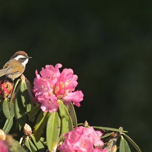 White-browed Fulvetta Fulvetta vinipectus