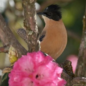 Rufous Sibia Heterophasia capistrata
