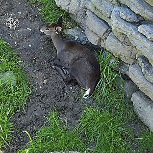 Tufted Deer-Omaha's Henry Doorly Zoo