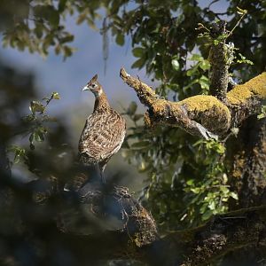 Himalayan monal Lophophorus impejanus
