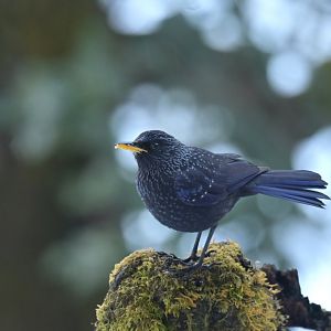 Blue Whistling Thrush Myophonus caeruleus