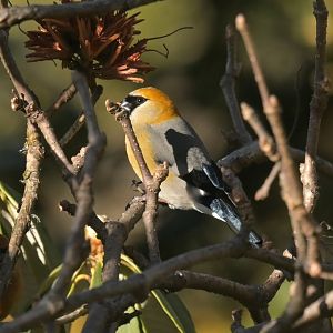 Red-headed Bullfinch Pyrrhula erythrocephala