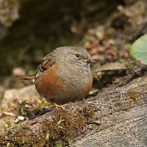 Alpine accentor Prunella collaris