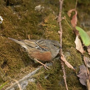 Alpine accentor Prunella collaris
