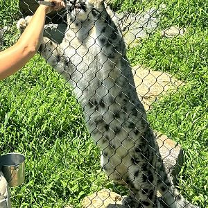 Snow Leopard-Omaha's Henry Doorly Zoo