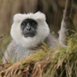 Nepal grey langur Semnopithecus schistaceus