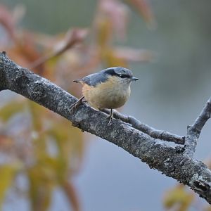 White-tailed Nuthatch Sitta himalayensis