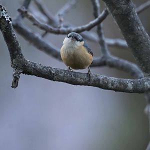 White-tailed Nuthatch Sitta himalayensis