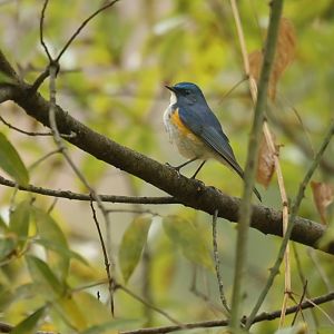 Himalayan Bluetail Tarsiger rufilatus