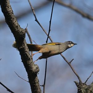 Variegated Laughingthrush Trochalopteron variegatum