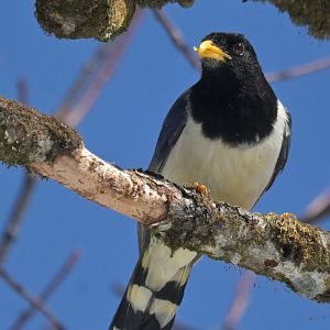 Gold-billed Magpie Urocissa flavirostris