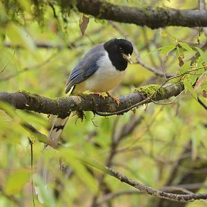 Gold-billed Magpie Urocissa flavirostris