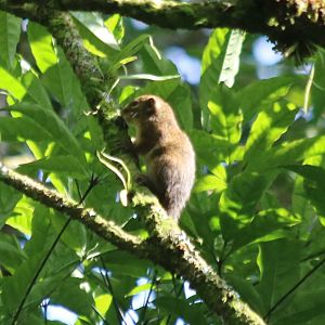 Sumatran Mountain Squirrel