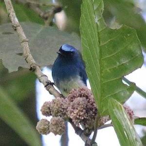 Indigo Flycatcher