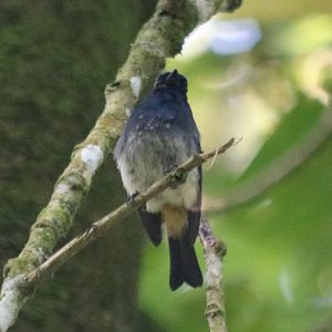 Indigo Flycatcher