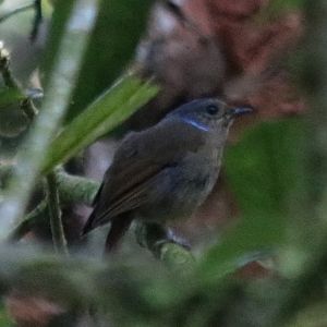 Female Large Niltava