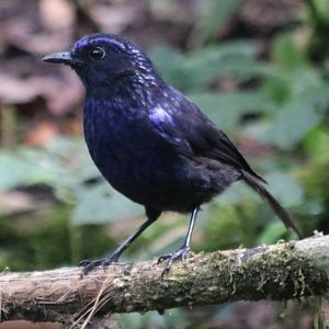 Shiny Whistling Thrush