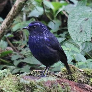 Shiny Whistling Thrush