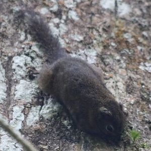 Sumatran Mountain Squirrel