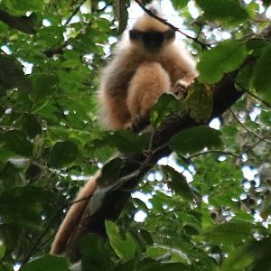 Black-crested Sumatran Langur