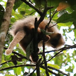 Black-crested Sumatran Langur